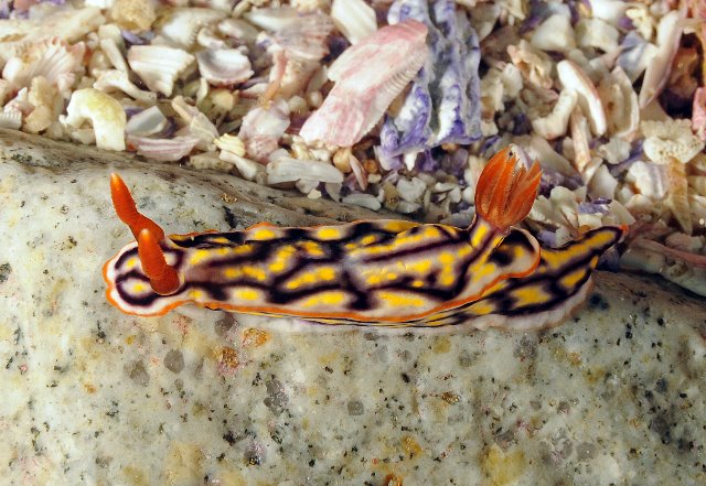 Hypselodoris jacksoni